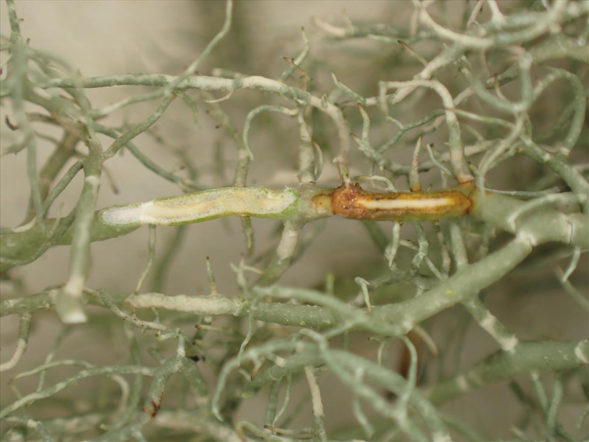 Usnea articulata (door Arno van der Pluijm)