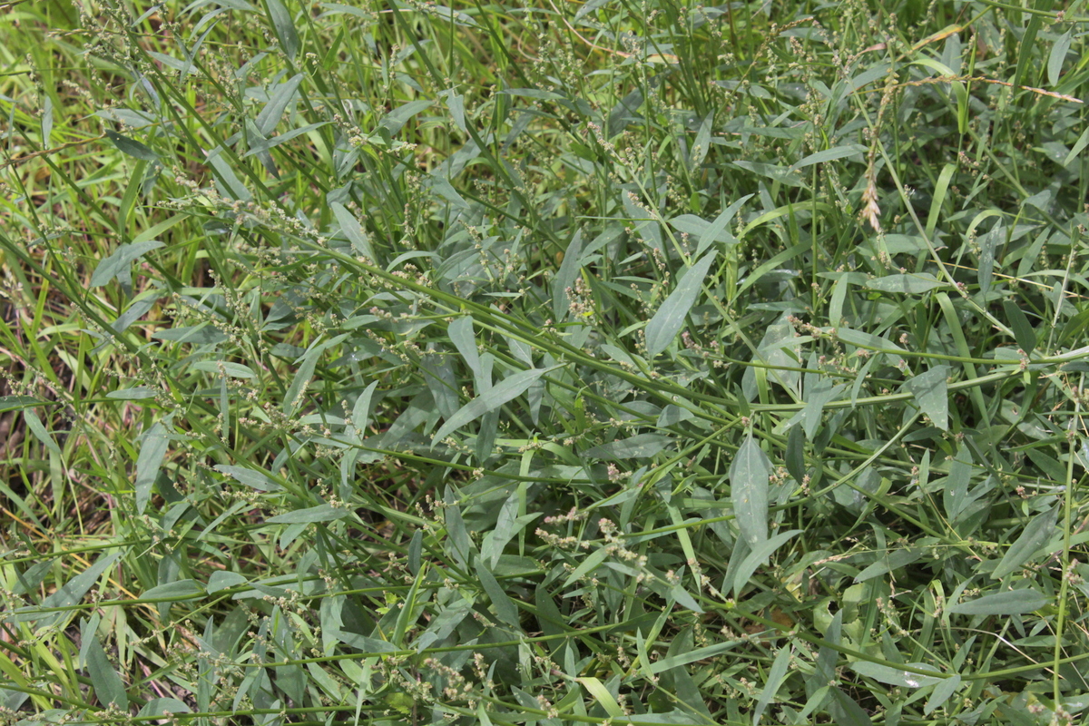 Atriplex patula (door Peter Meininger)