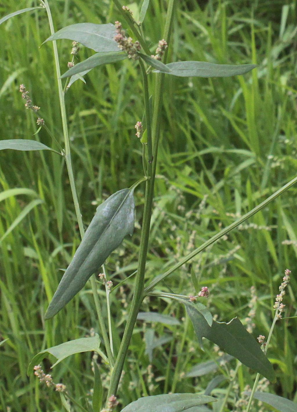 Atriplex patula (door Peter Meininger)