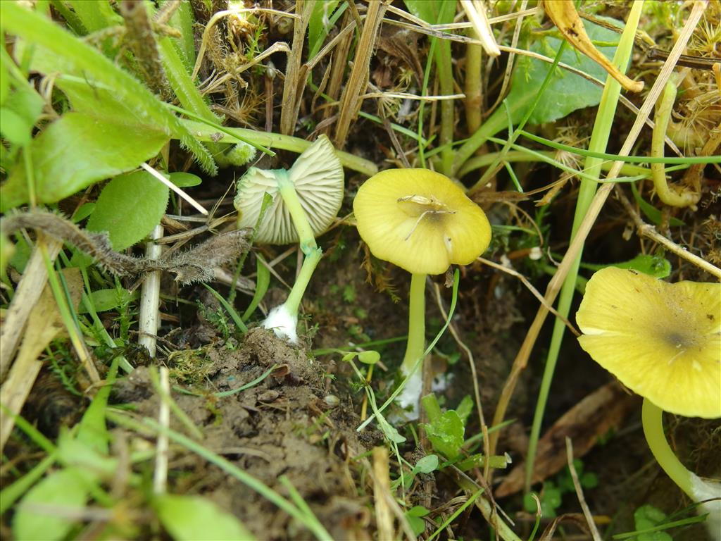 Entoloma incanum sl, incl. verae (door Arno van der Pluijm)