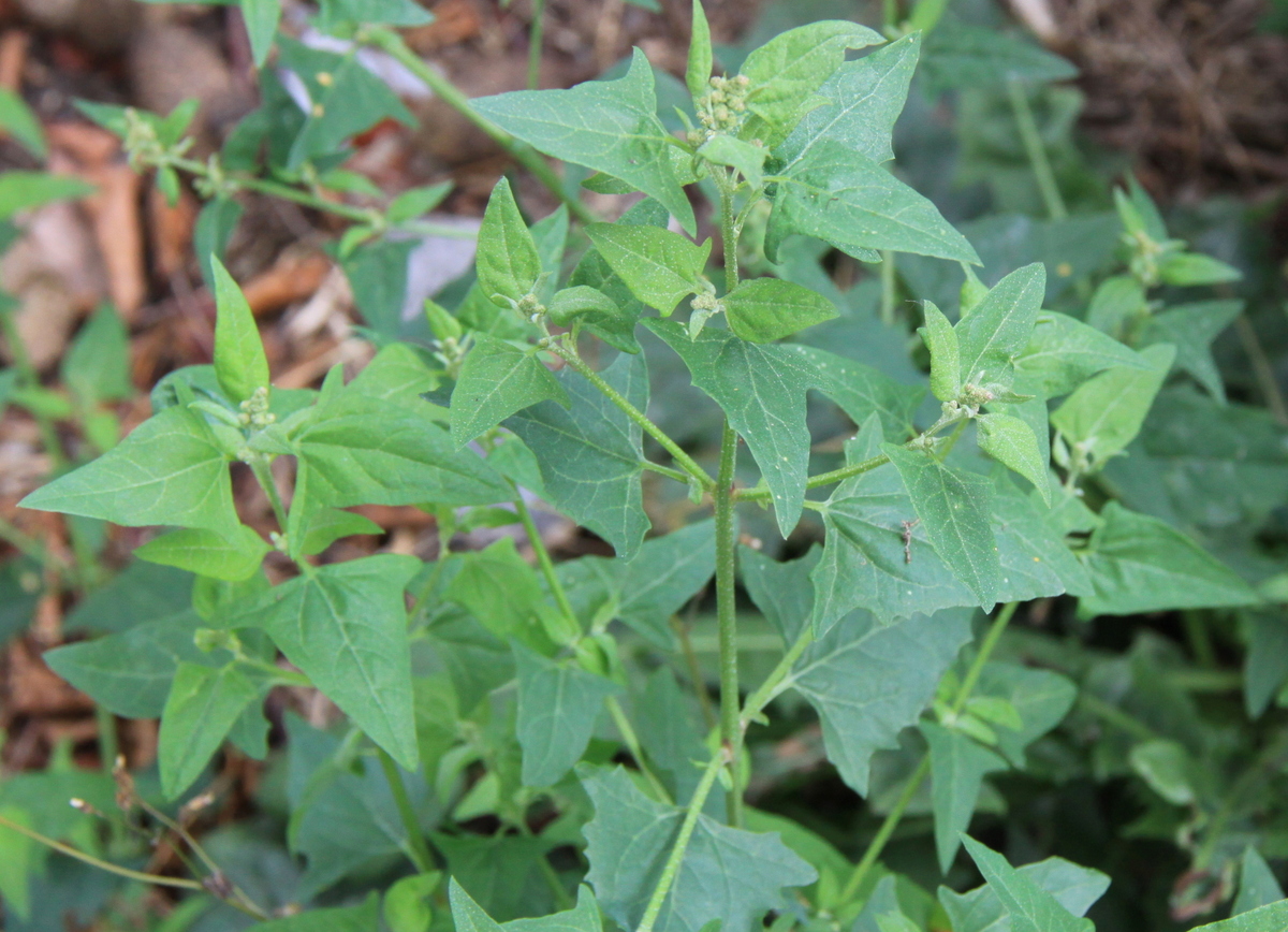 Atriplex prostrata (door Peter Meininger)