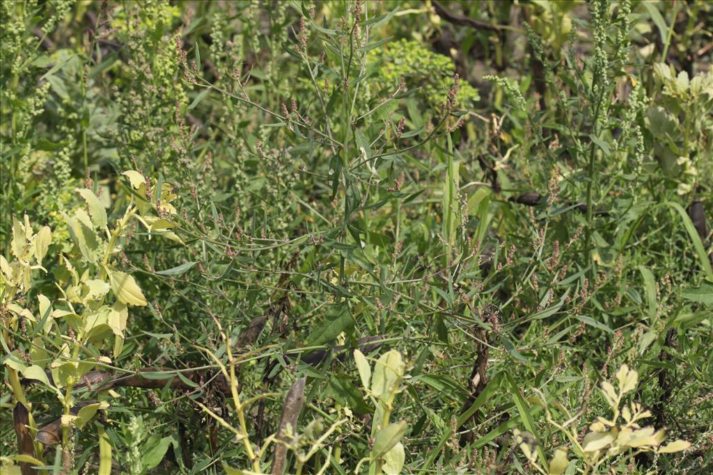 Atriplex patula (door Peter Meininger)