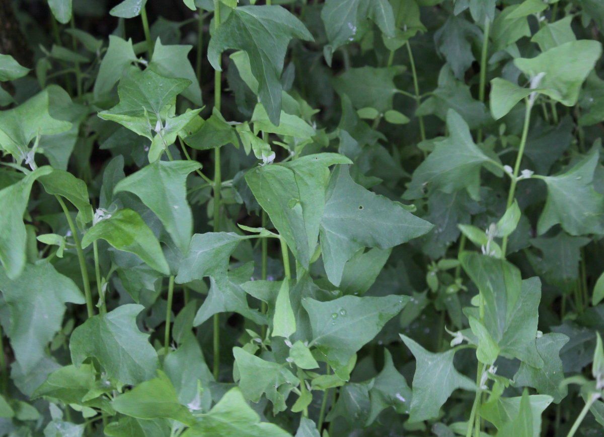 Atriplex prostrata (door Peter Meininger)