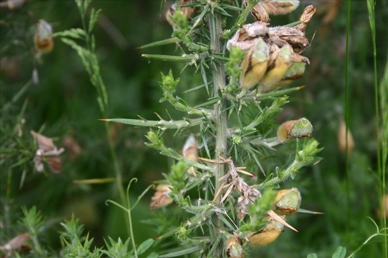 Ulex europaeus (door Niels Jeurink)