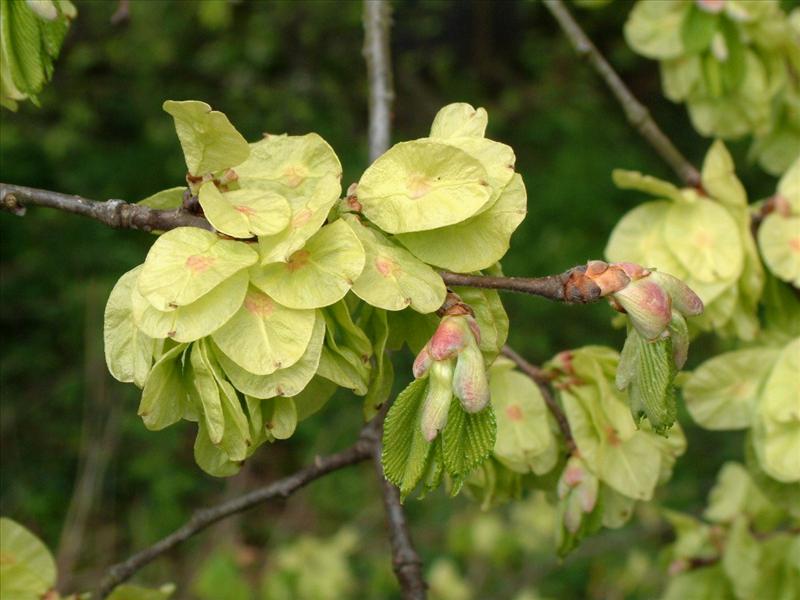 Ulmus x hollandica (door Adrie van Heerden)