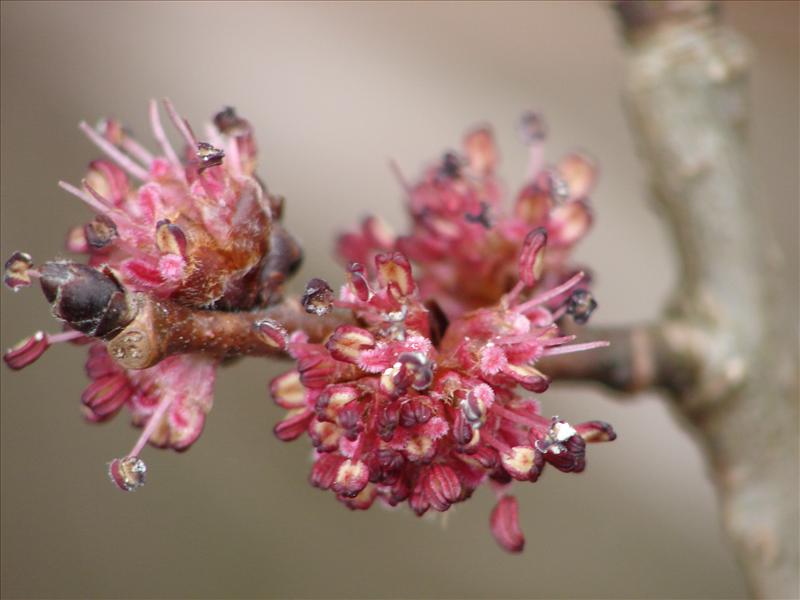 Ulmus x hollandica (door Adrie van Heerden)