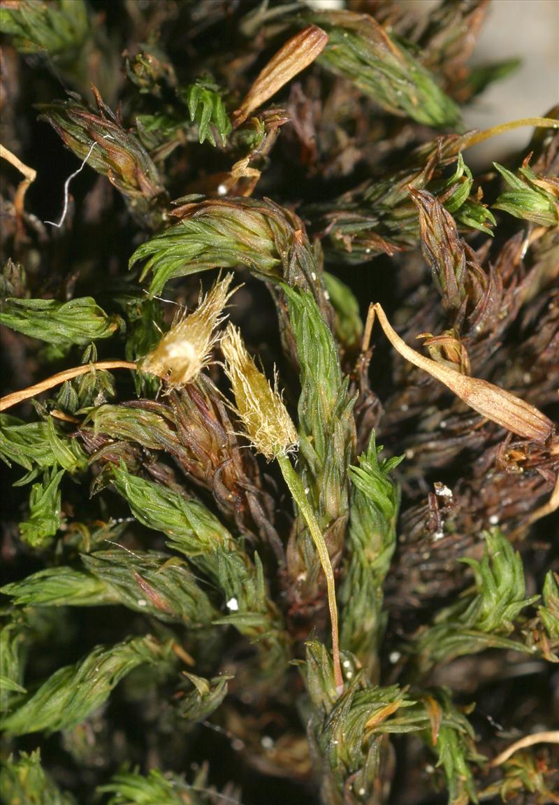 Ulota hutchinsiae (door Norbert Stapper)