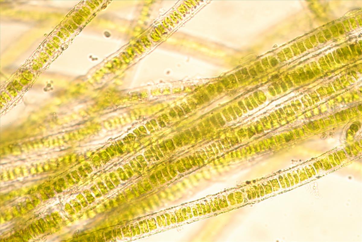 Ulothrix flacca (door Mart Karremans)