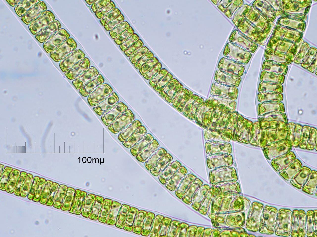 Ulothrix speciosa (door Mart Karremans)