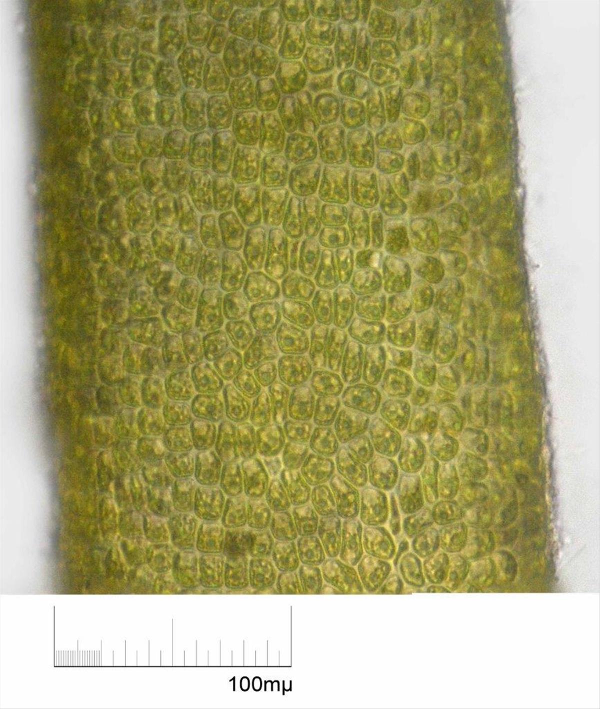 Ulva compressa (door Mart Karremans)