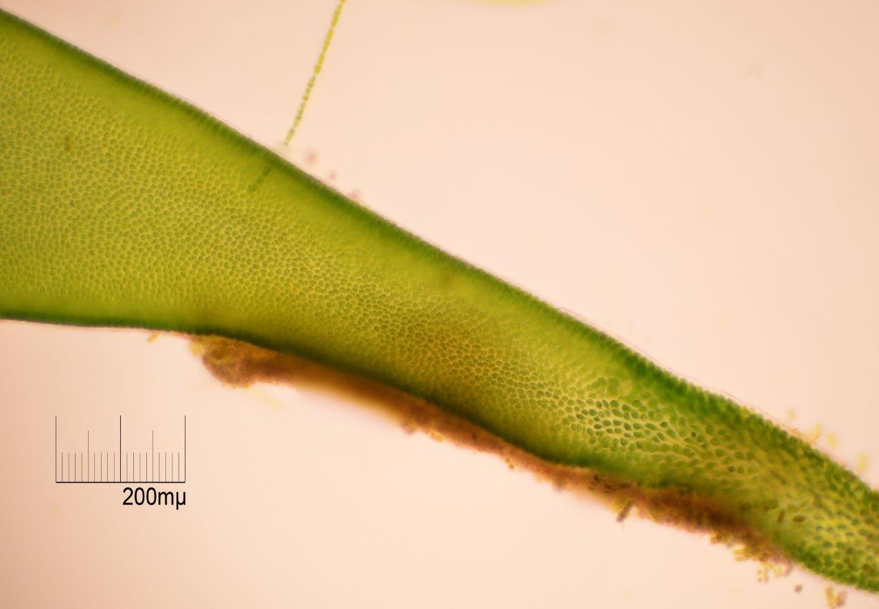 Ulva intestinalis (door Mart Karremans)