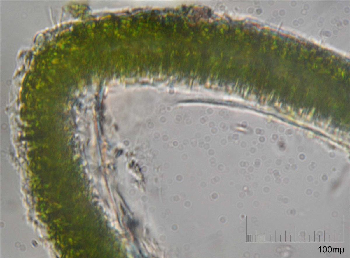 Ulva prolifera (door Mart Karremans)