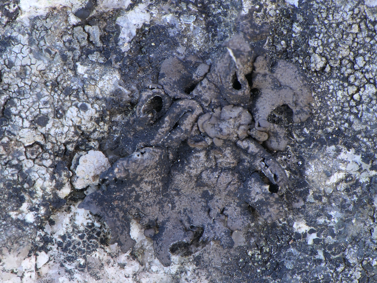 Umbilicaria polyphylla (door Henk-Jan van der Kolk)