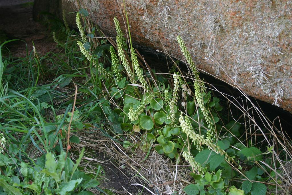 Umbilicus rupestris (door Niels Jeurink)