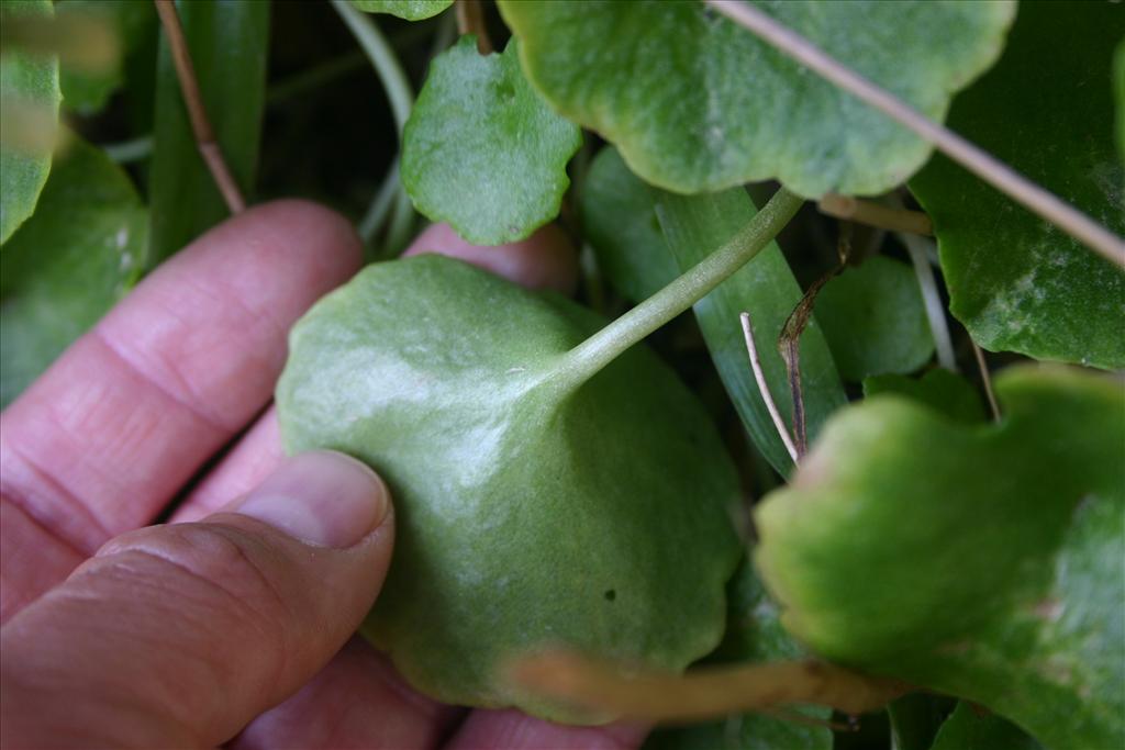 Umbilicus rupestris (door Niels Jeurink)