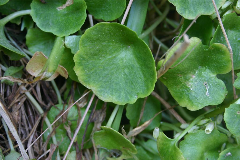 Umbilicus rupestris (door Niels Jeurink)