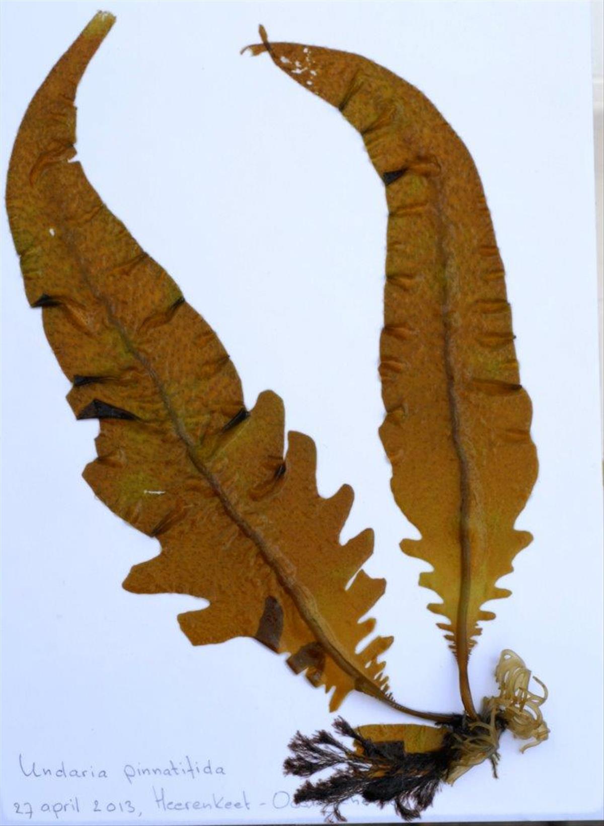 Undaria pinnatifida (door Mart Karremans)