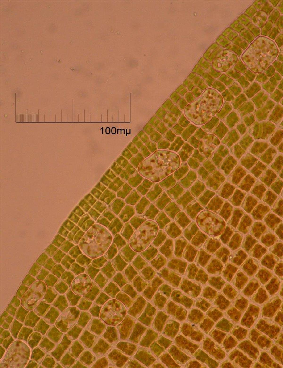 Undaria pinnatifida (door Mart Karremans)