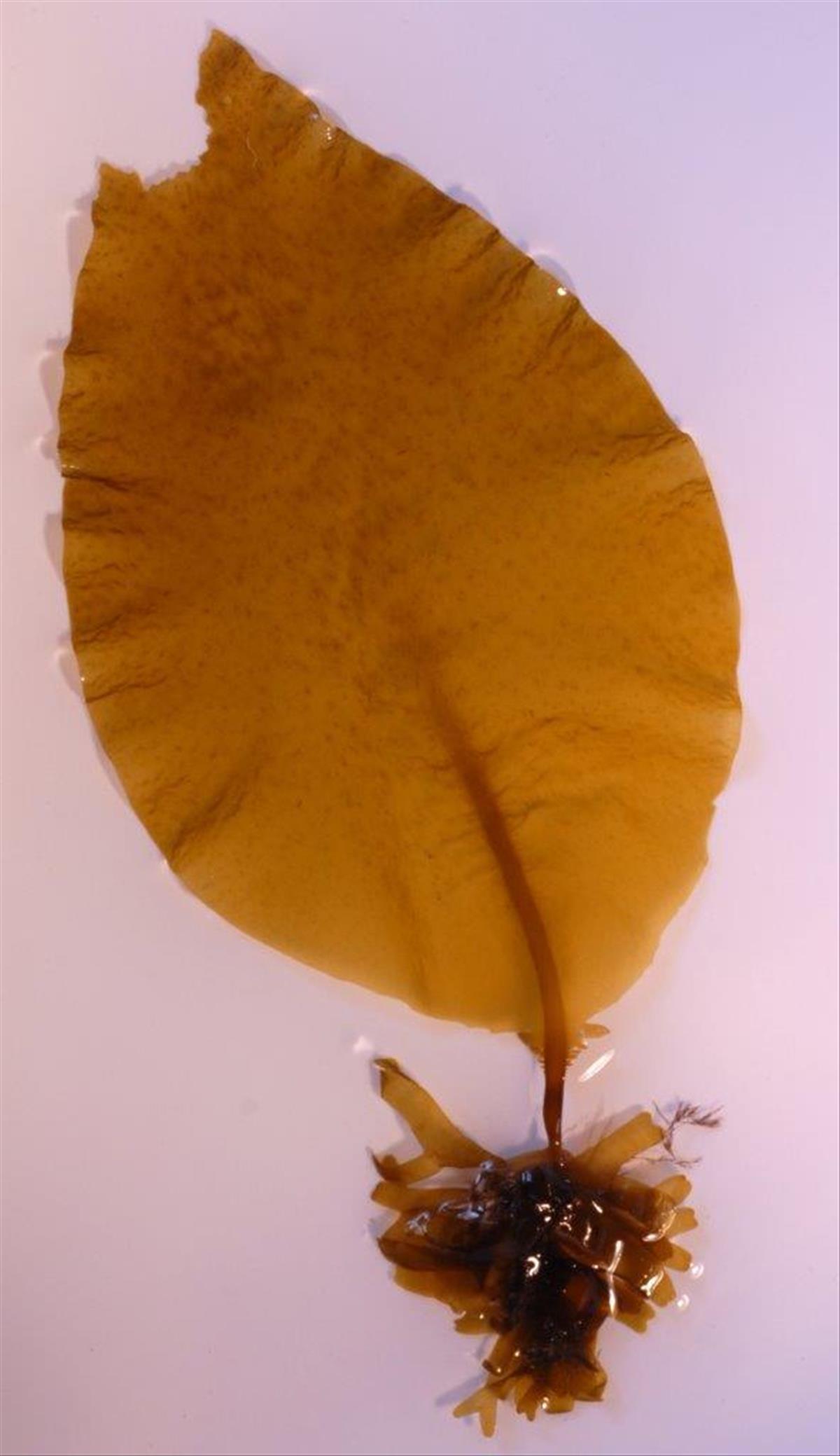 Undaria pinnatifida (door Mart Karremans)