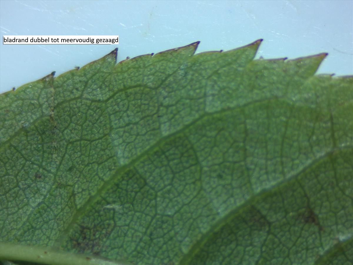 Rosa x dumetorum (door Jan Klinckenberg)
