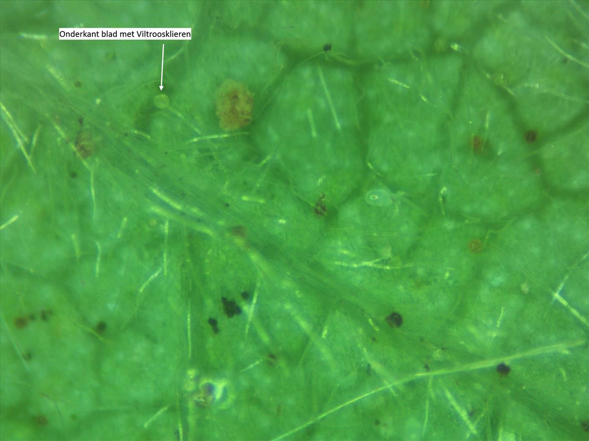 Rosa villosa (door Jan Klinckenberg)