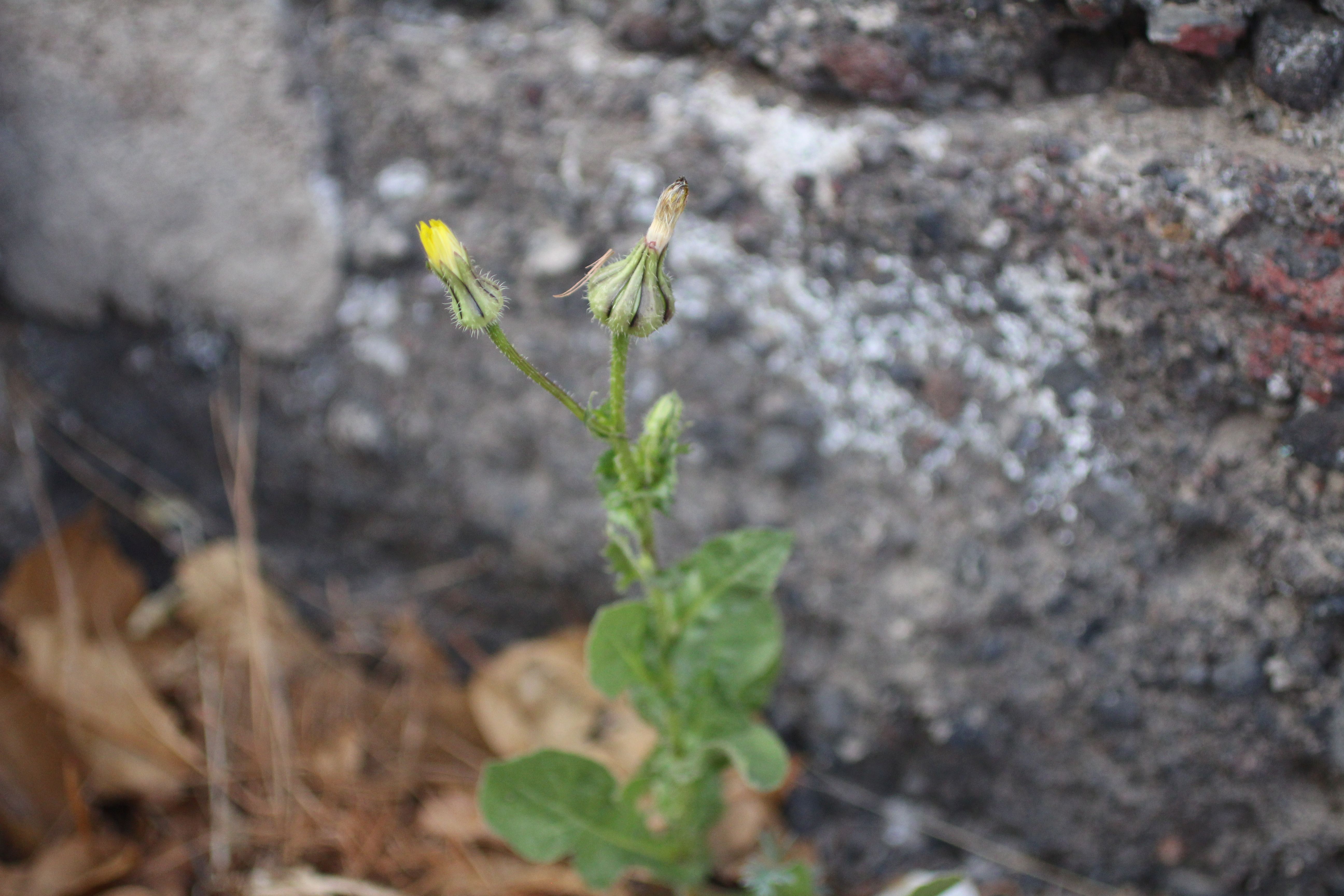 Urospermum picroides (door Pieter Stolwijk)