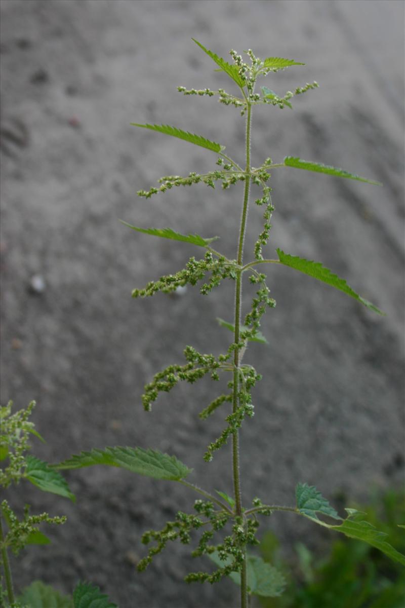 Urtica dioica (door Niels Jeurink)