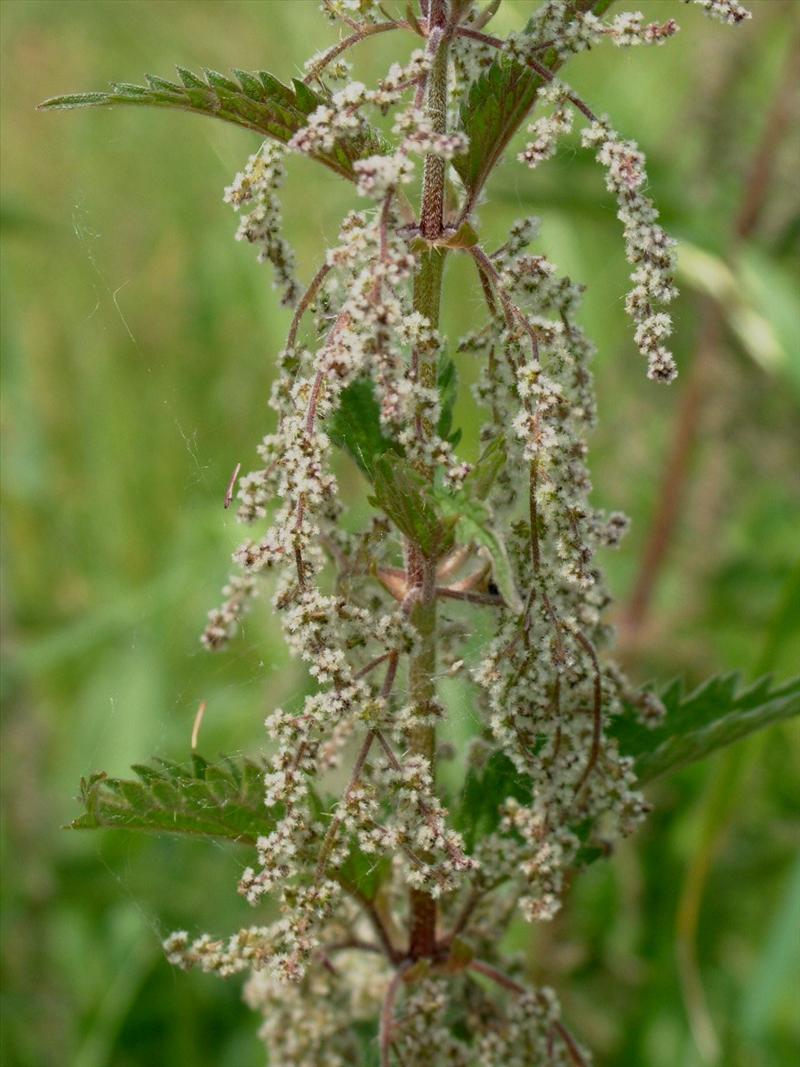 Urtica dioica (door Adrie van Heerden)