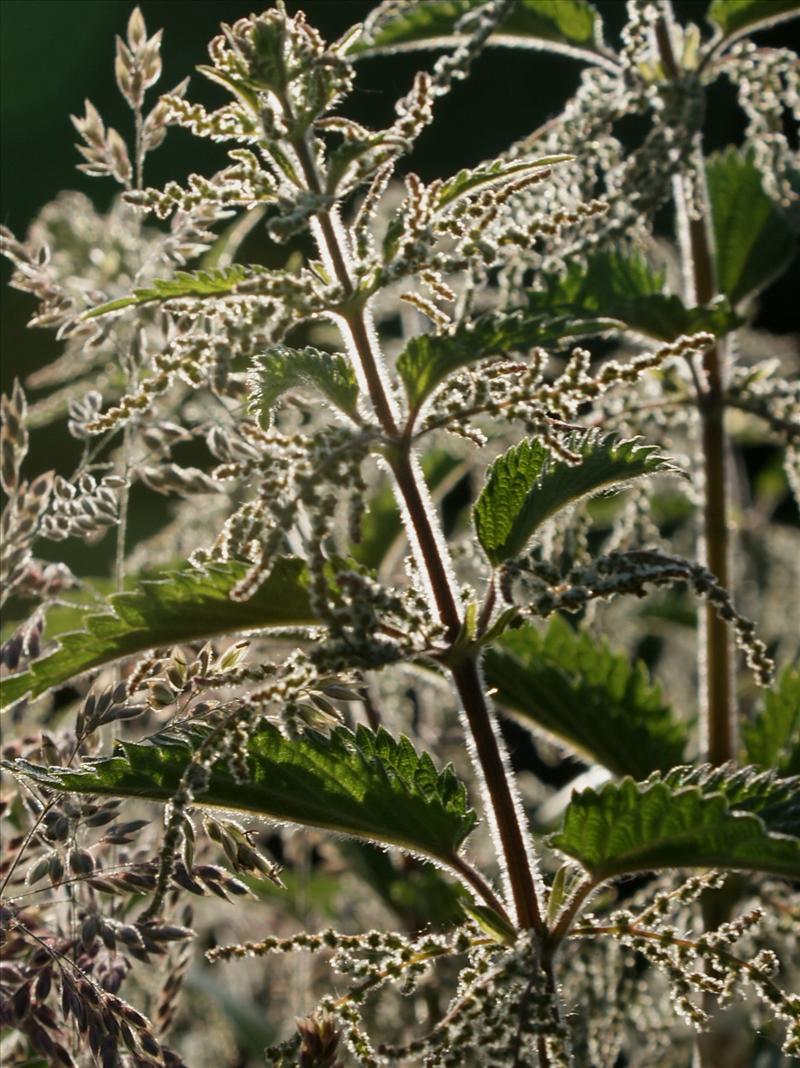 Urtica dioica (door Adrie van Heerden)