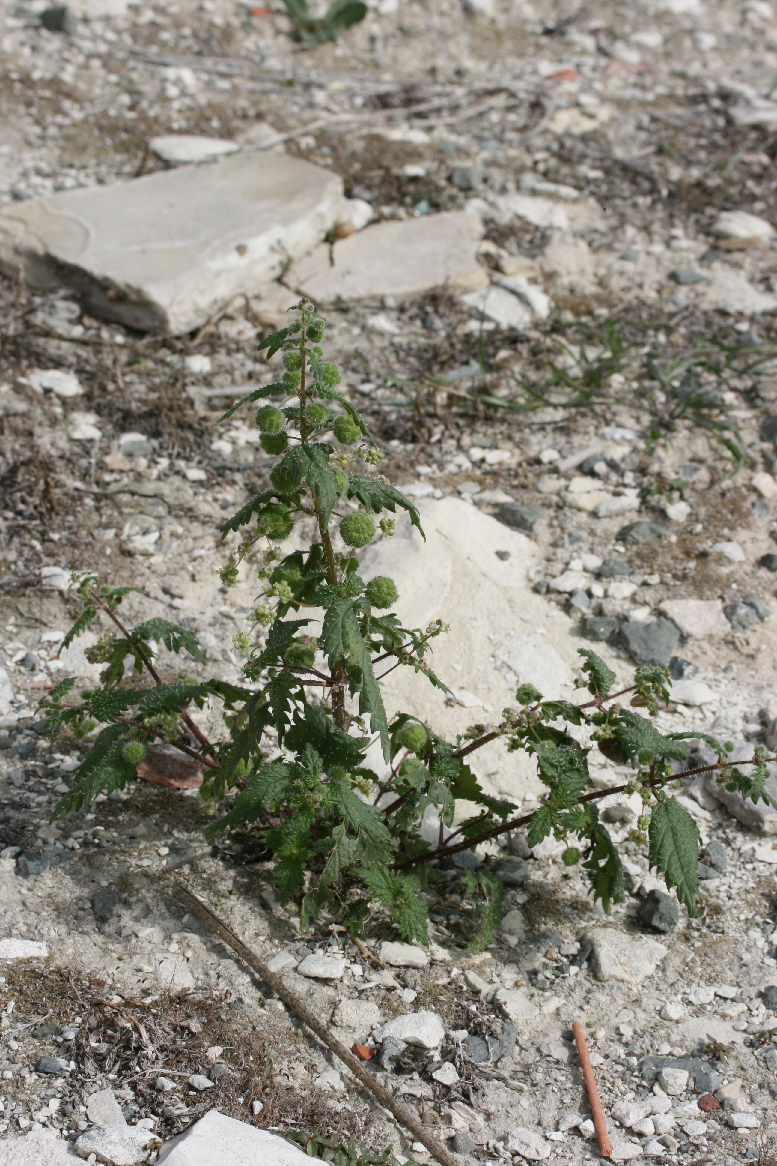 Urtica pilulifera (door Lieuwe Haanstra)