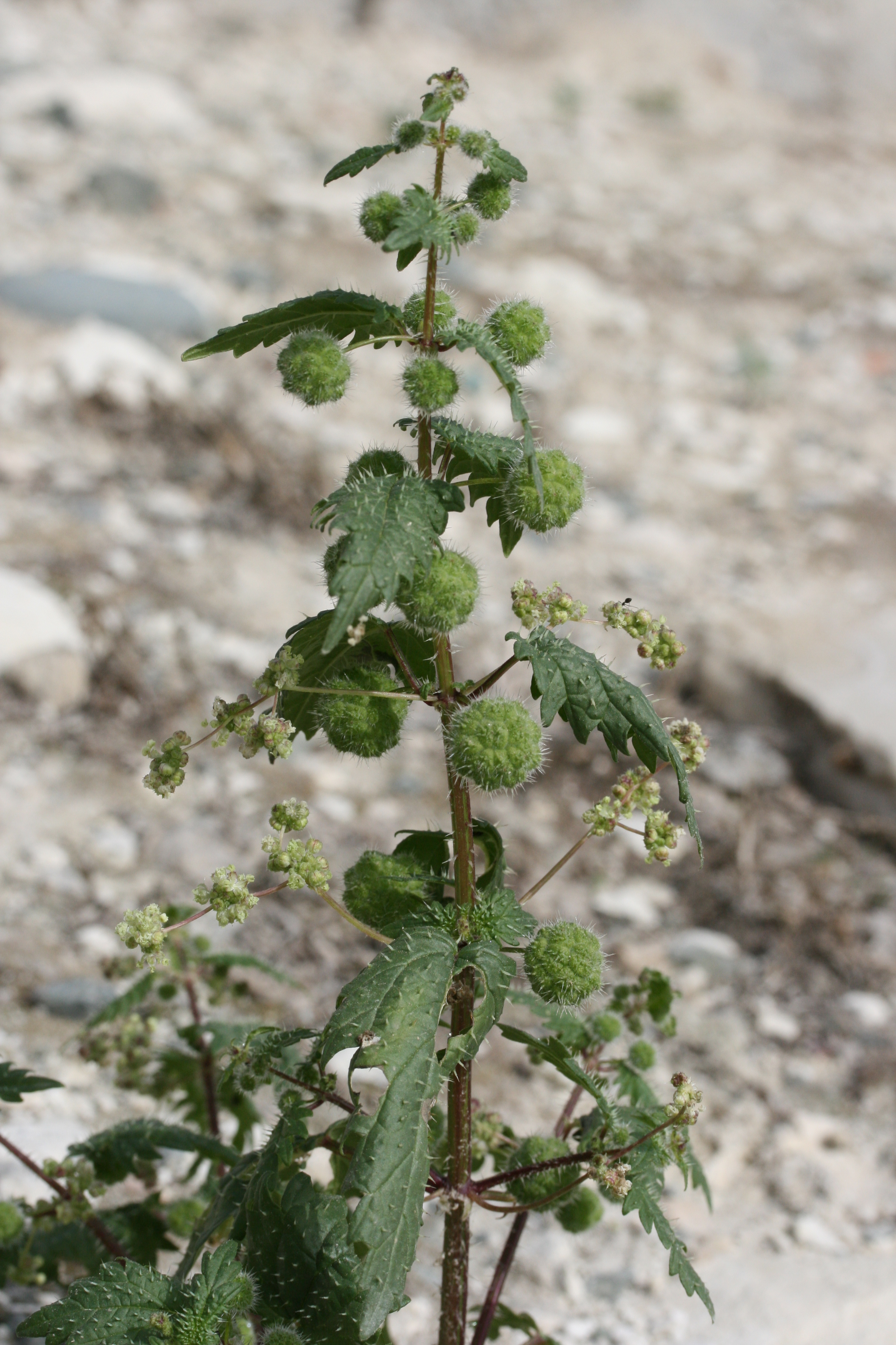 Urtica pilulifera (door Lieuwe Haanstra)