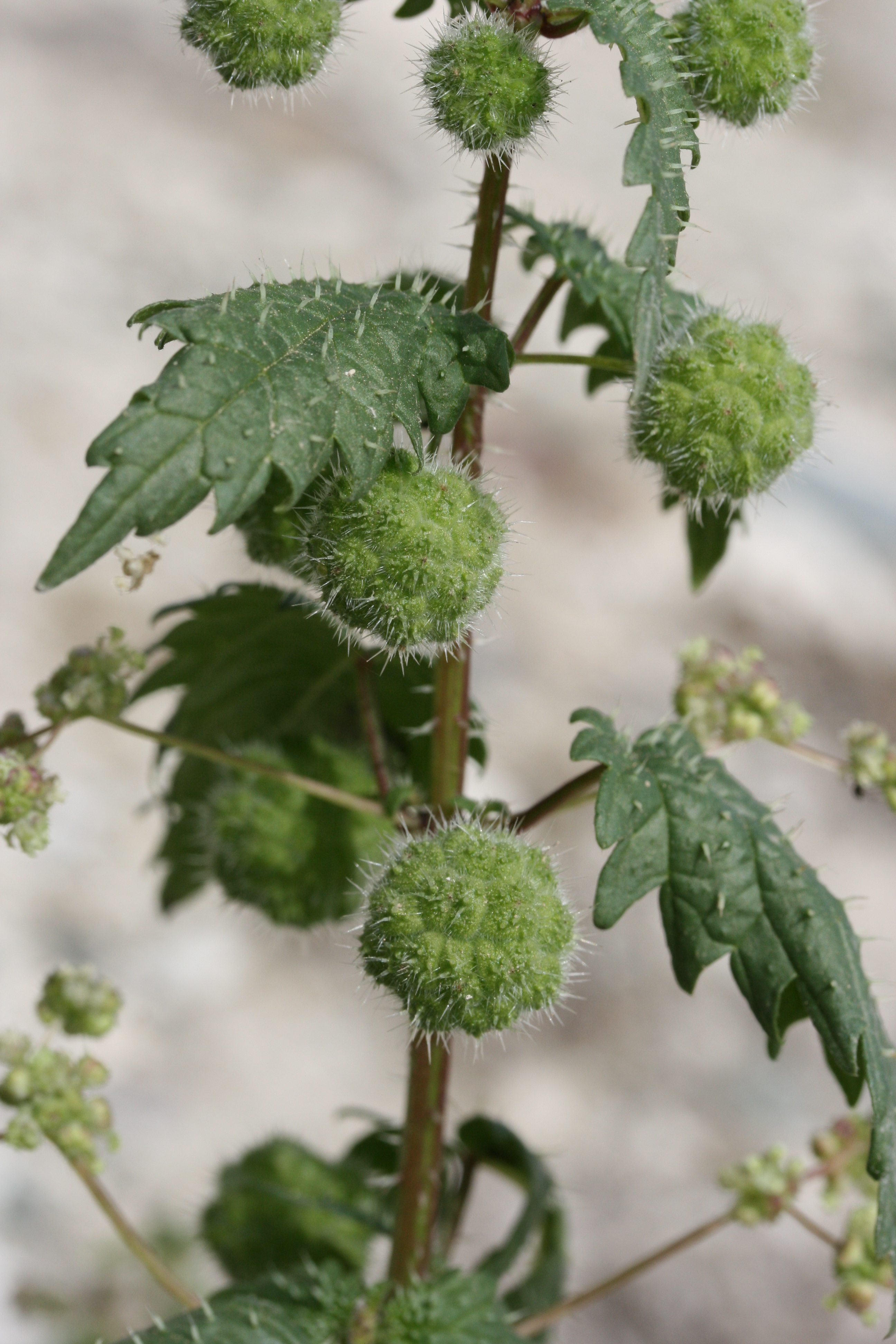 Urtica pilulifera (door Lieuwe Haanstra)