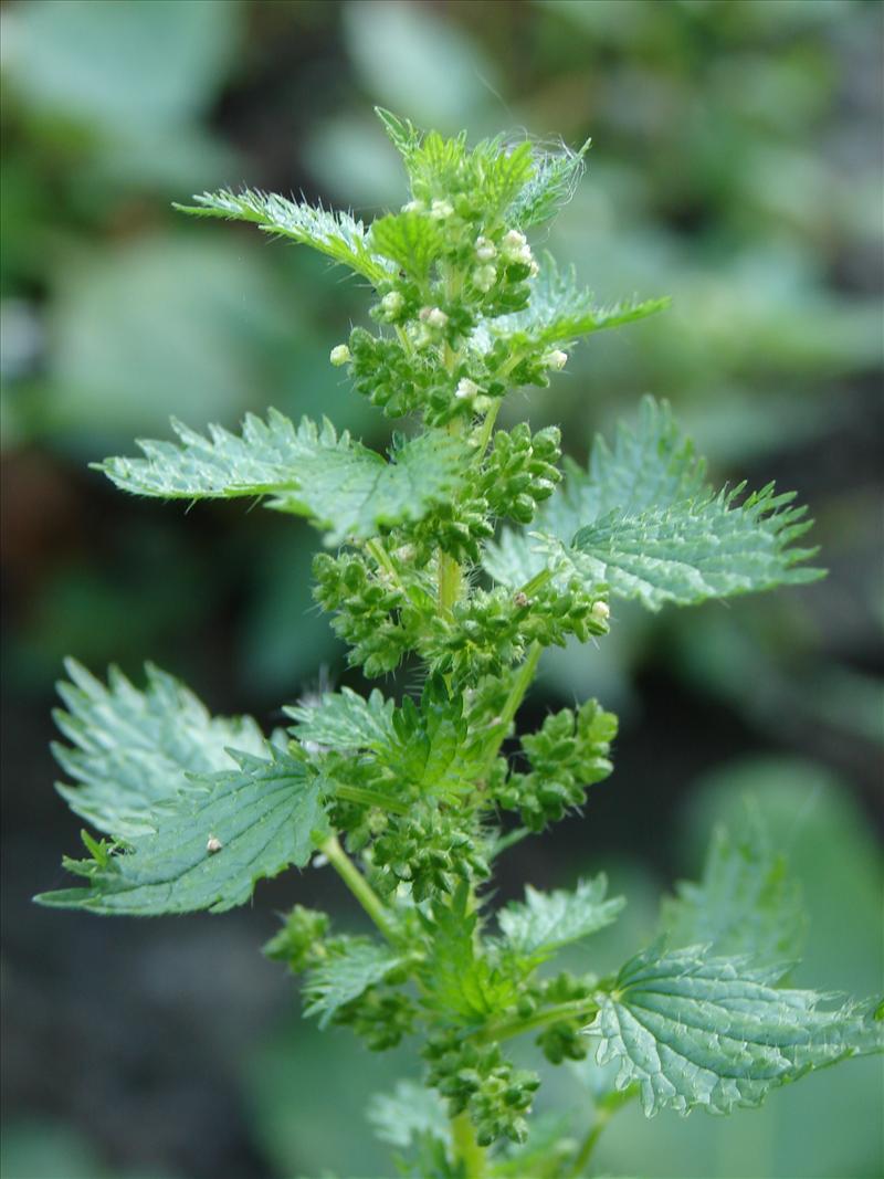 Urtica urens (door Adrie van Heerden)