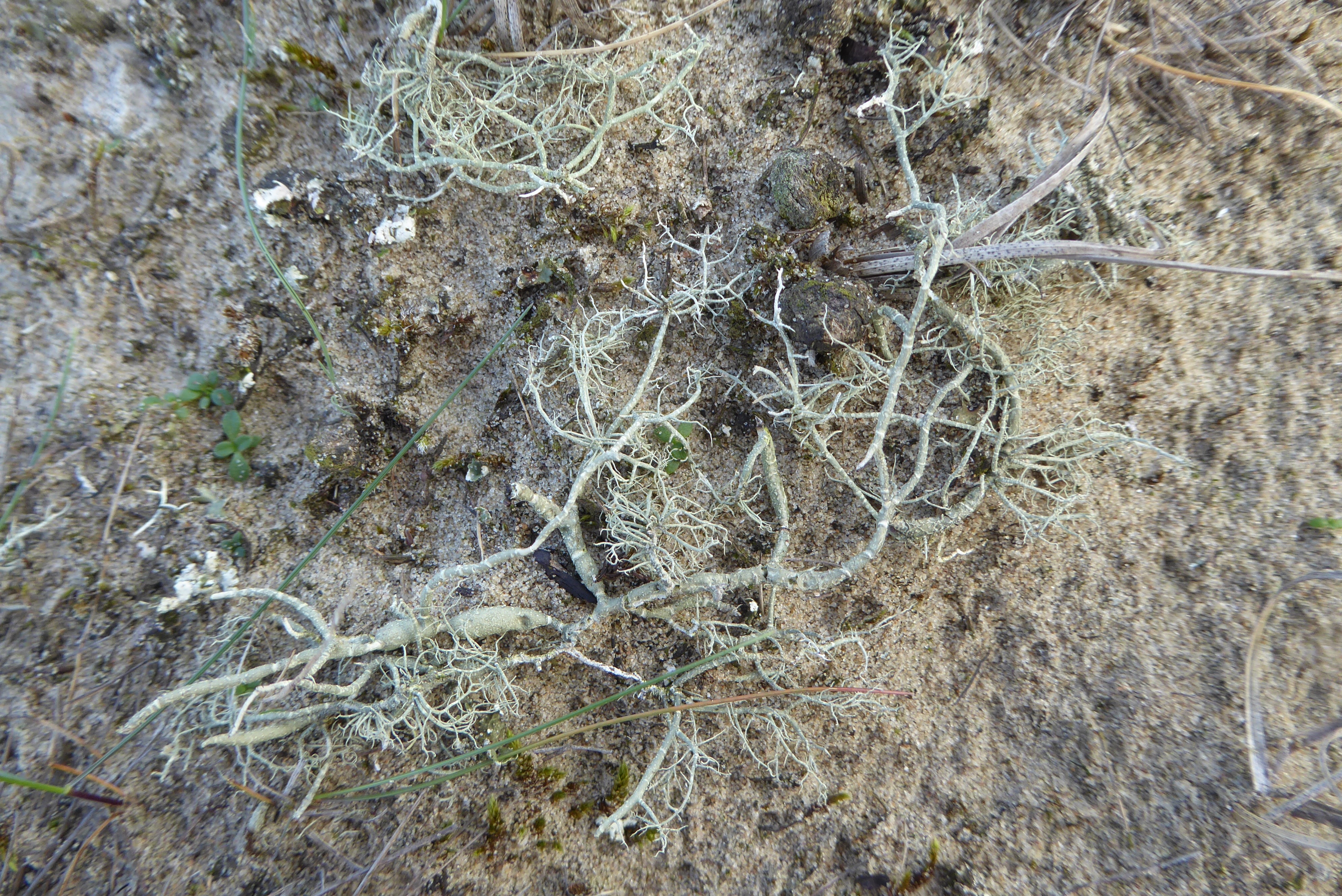 Usnea articulata (door Koen van Zoest)