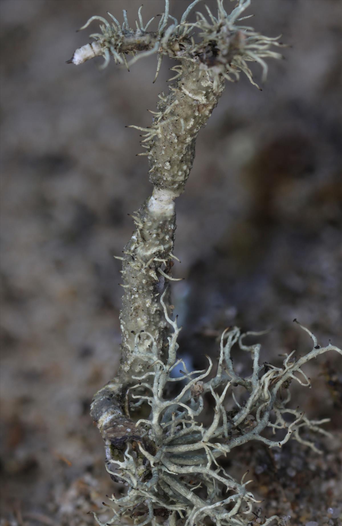 Usnea articulata (door NielsKimpel)