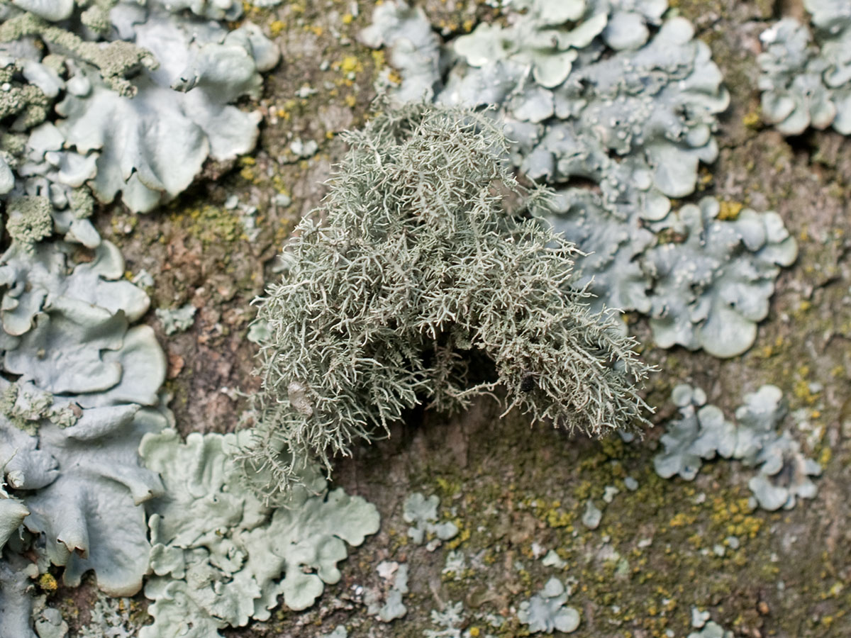 Usnea cornuta (door Cor Zonneveld)