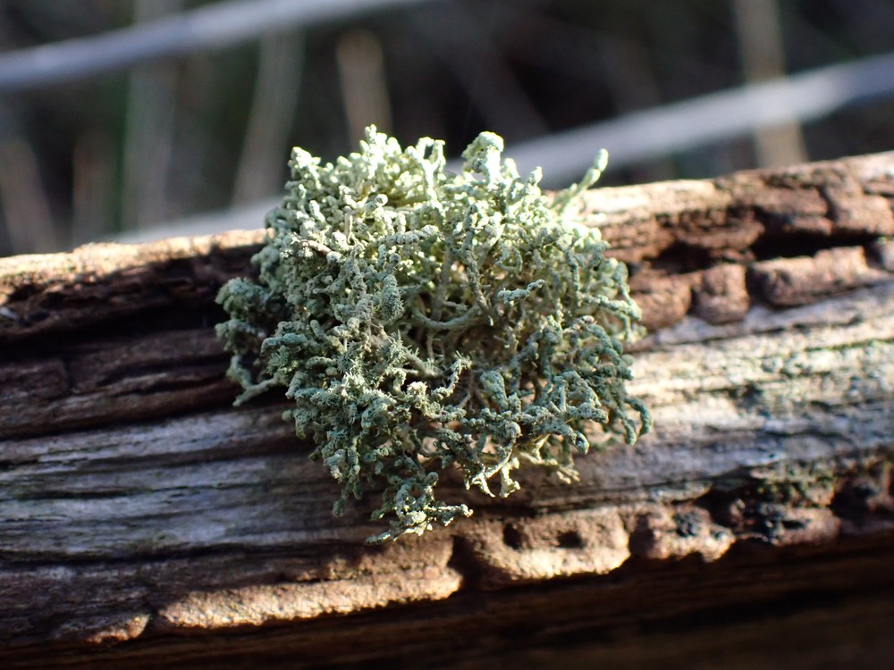 Usnea esperantiana (door Niels Kimpel)