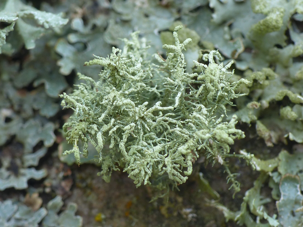 Usnea esperantiana (door Henk-Jan van der Kolk)
