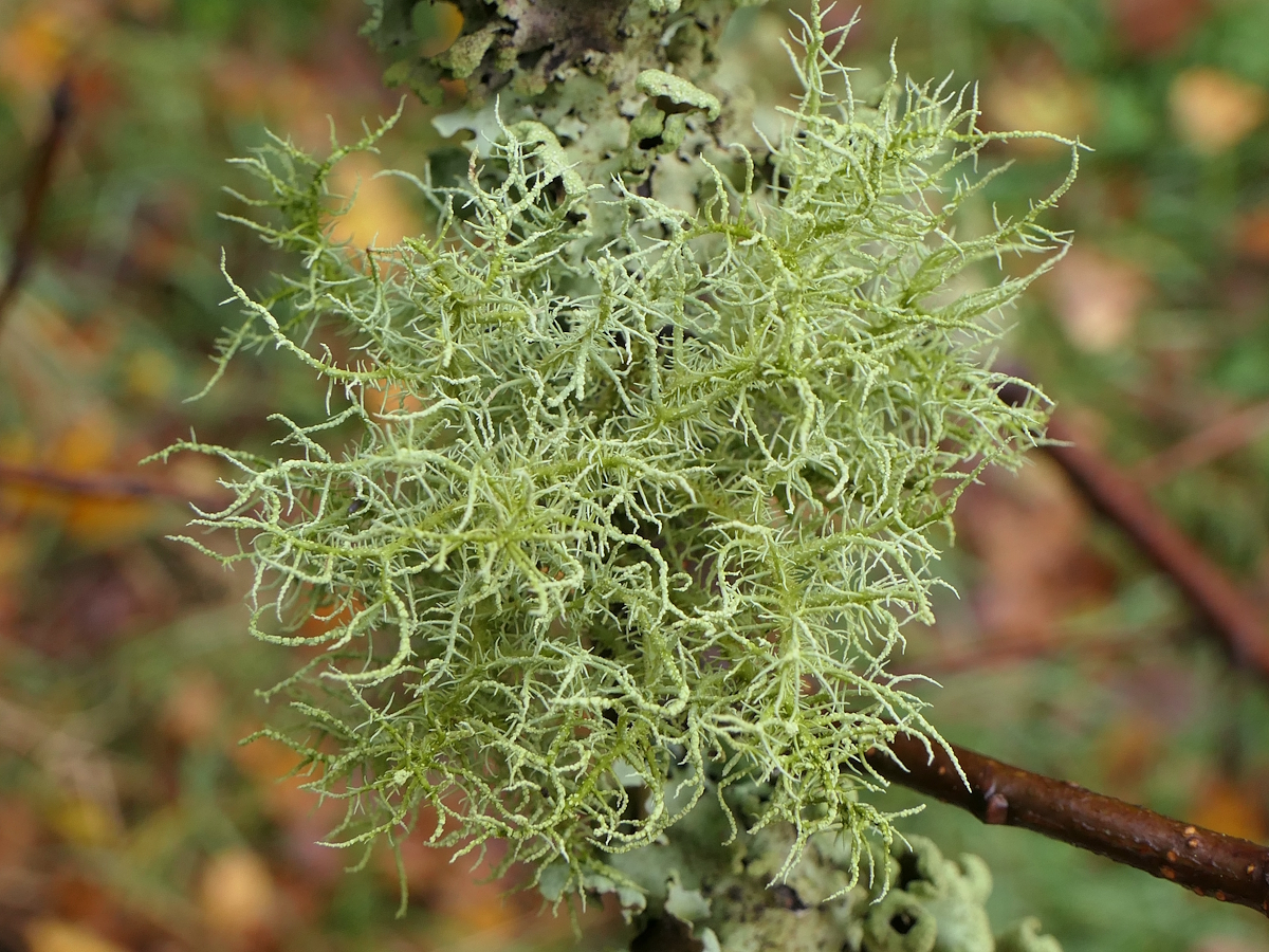 Usnea esperantiana (door Henk-Jan van der Kolk)