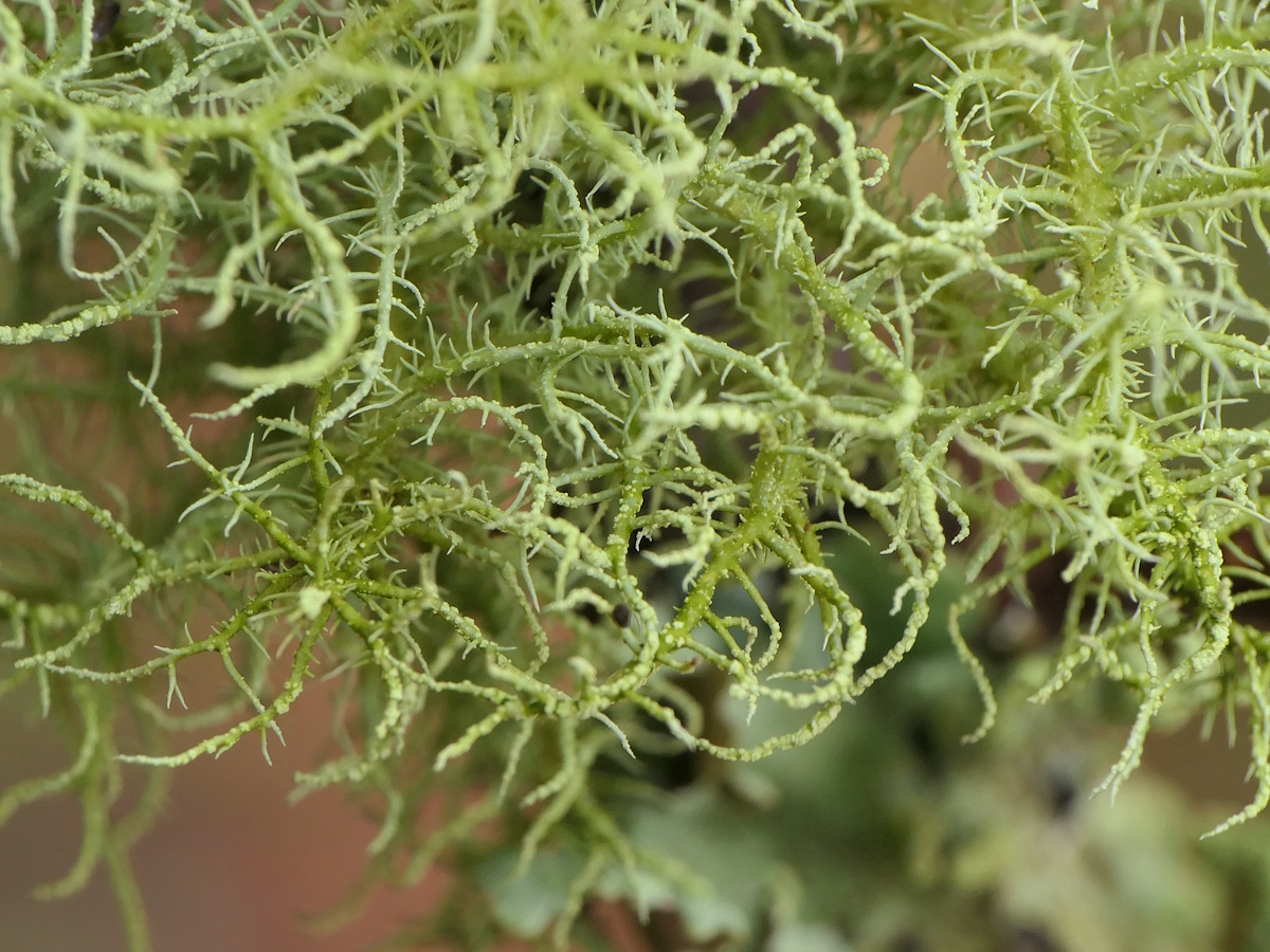 Usnea esperantiana (door Henk-Jan van der Kolk)