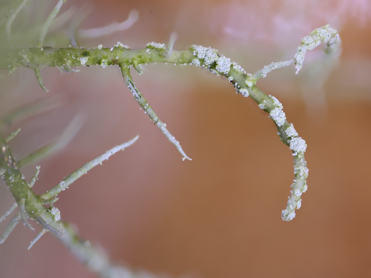 Usnea esperantiana (door Henk-Jan van der Kolk)