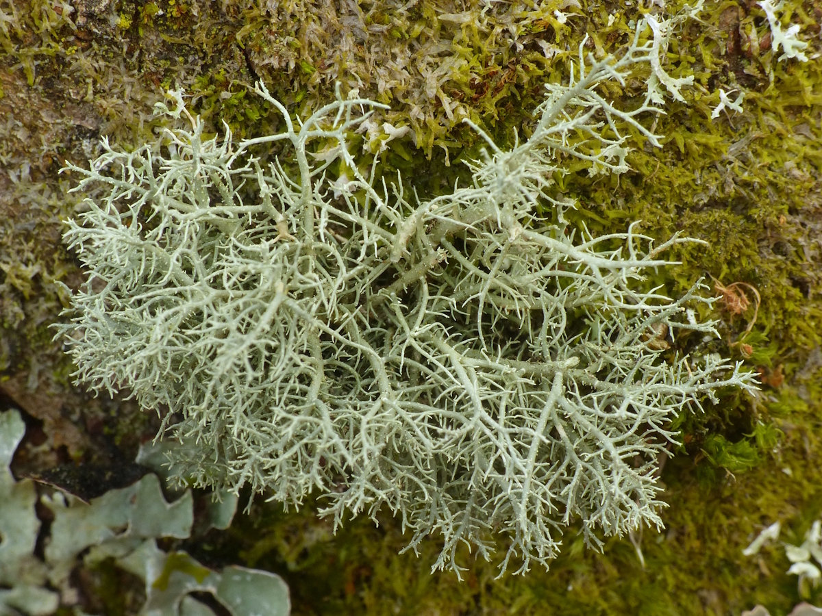 Usnea flavocardia (door Henk-Jan van der Kolk)