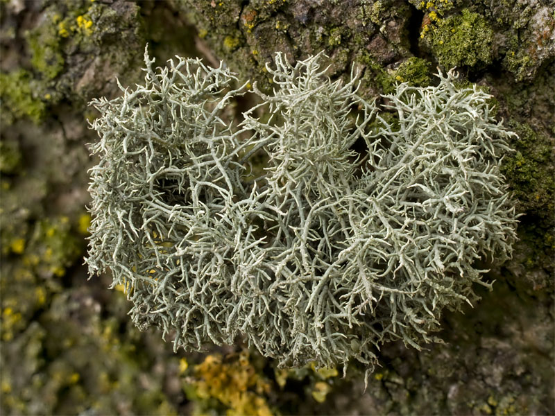 Usnea hirta (door Bart Horvers)