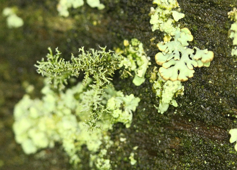 Usnea hirta (door Laurens Sparrius)