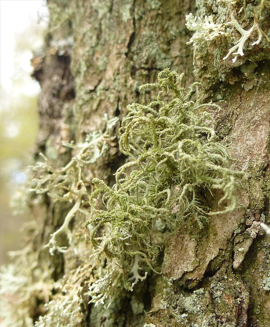 Usnea hirta (door Klaas van Dort)