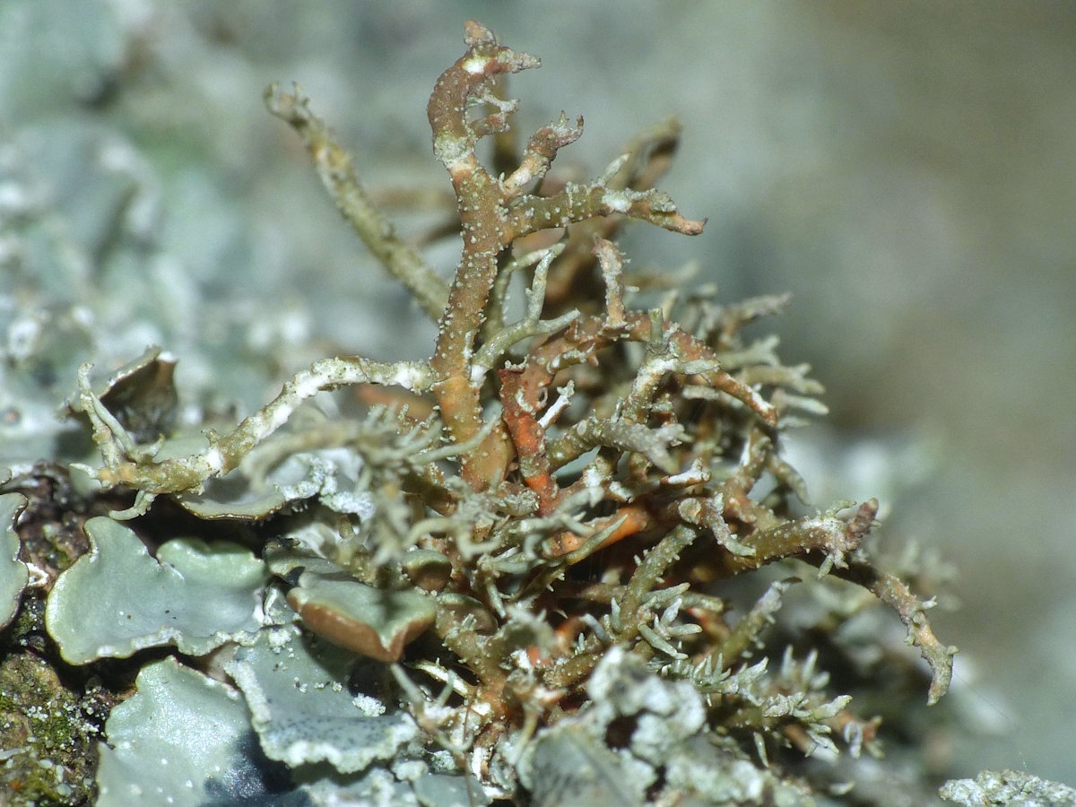 Usnea rubicunda (door Henk-Jan van der Kolk)