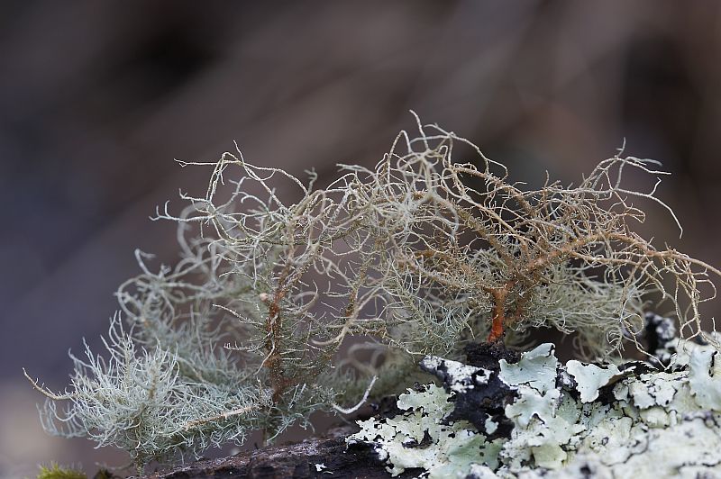 Usnea rubicunda (door Christophe Brochard / www.cbrochard.com)