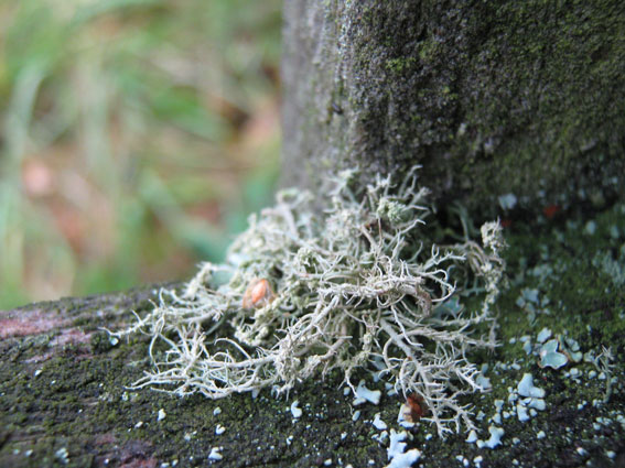 Usnea subfloridana (door Kim Lotterman)