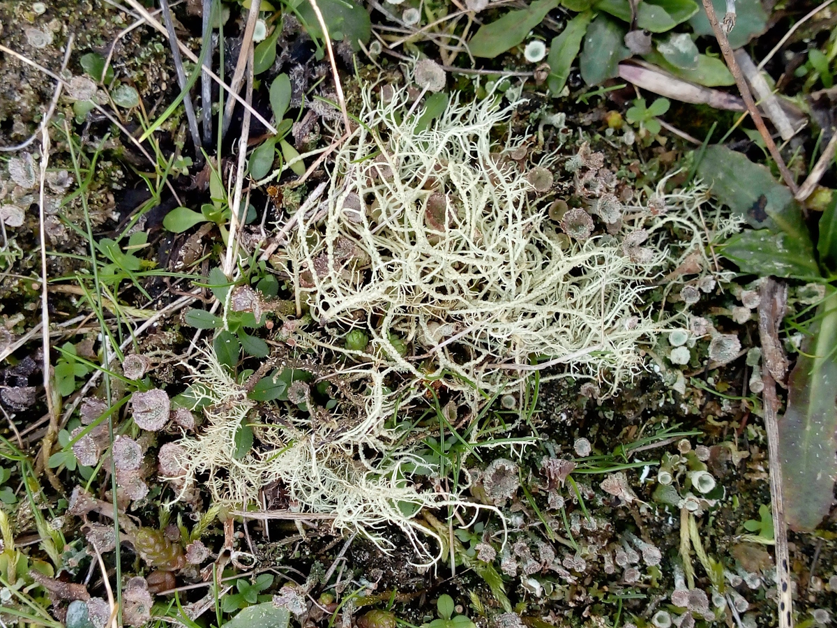 Usnea wasmuthii (door Henk-Jan van der Kolk)