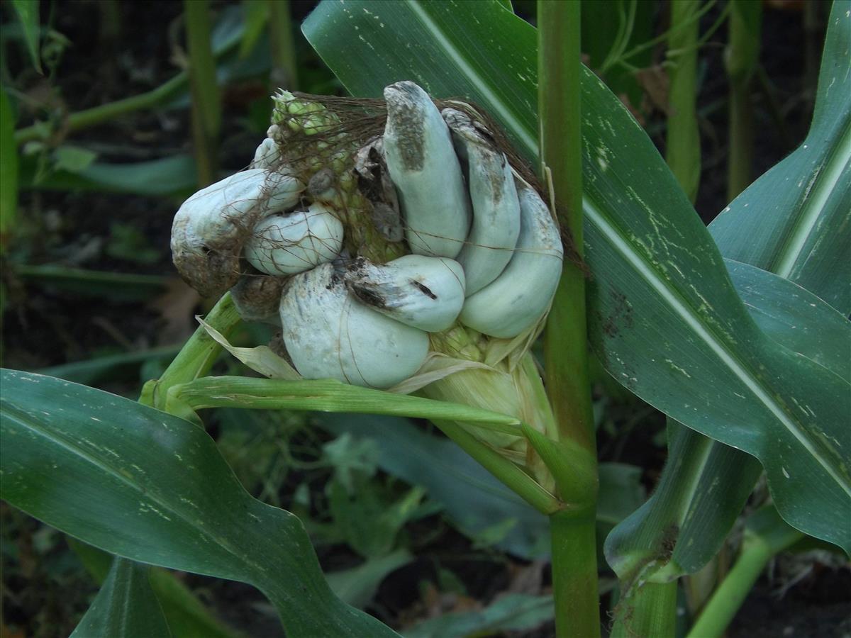 Ustilago maydis (door Alina & Chris Billekens)